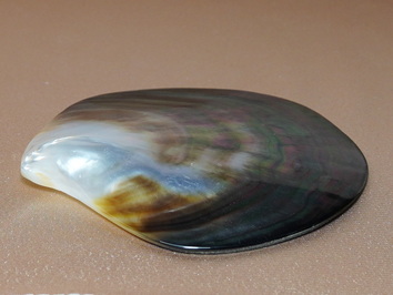 Lastúra Pinctada margaritifera TPS100G Lastúra Pinctada margaritifera TPS100G