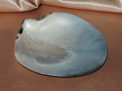 Lastúra TPS100G 3.jpg TPS100G