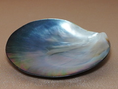 Lastúra Pinctada margaritifera TPS100G Lastúra Pinctada margaritifera TPS100G.1.JPG TPS100G